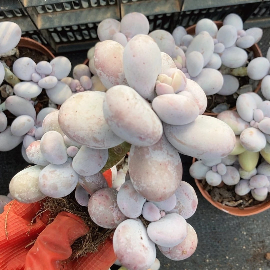 橙雪球超级圆的随机发货