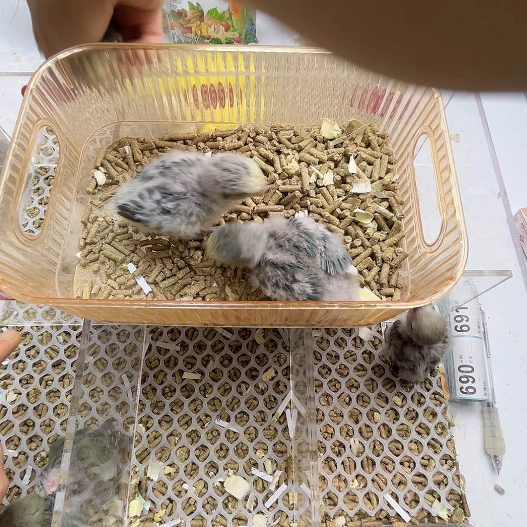 桃脸牡丹鹦鹉特价花桃