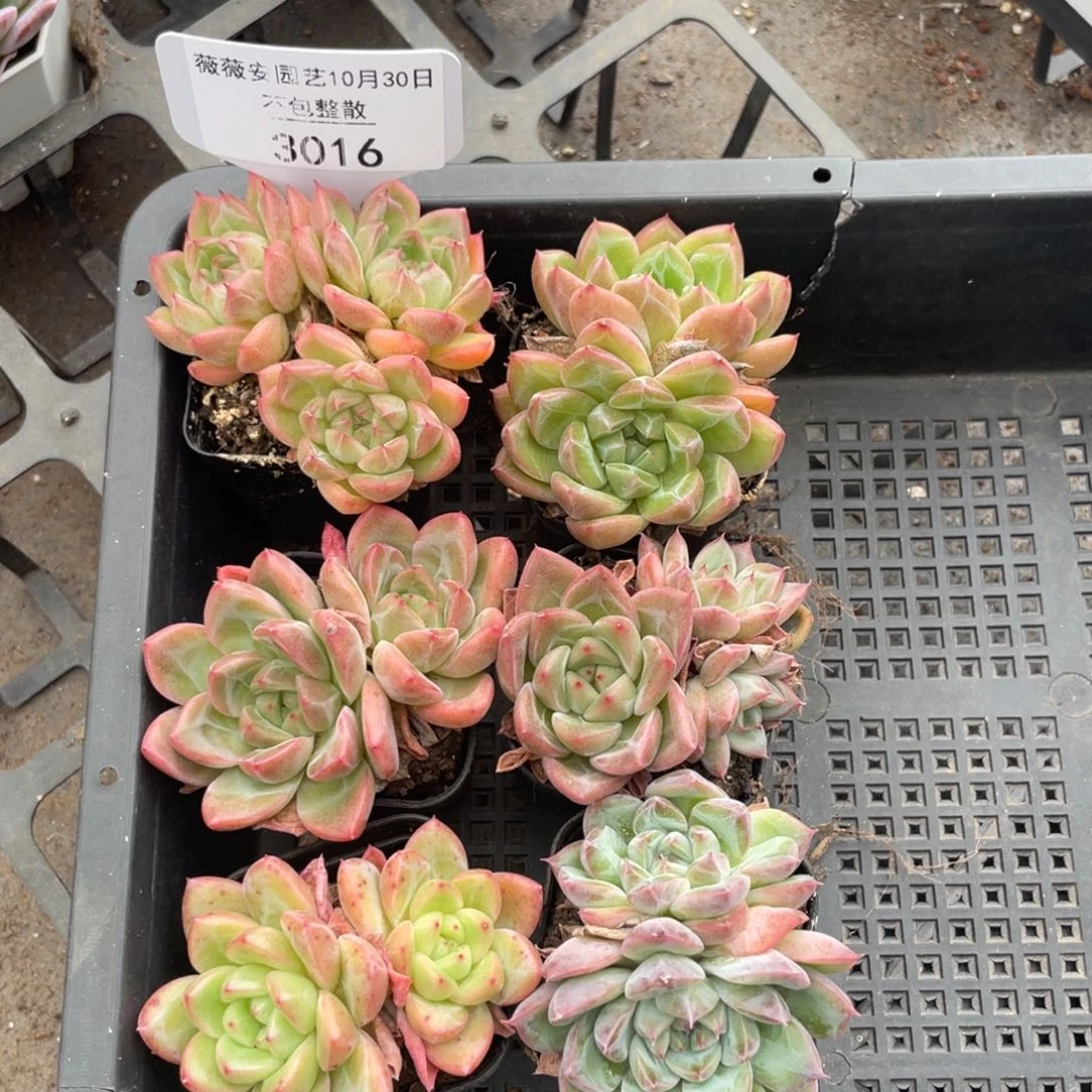 不包整散 盆子不售后3016