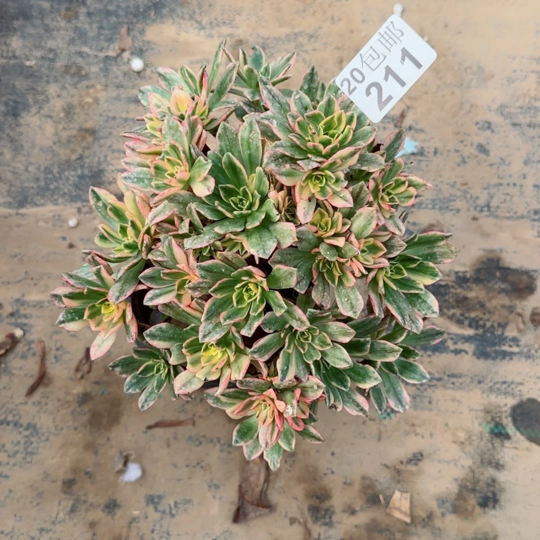 甜茶211满20包邮断枝不包