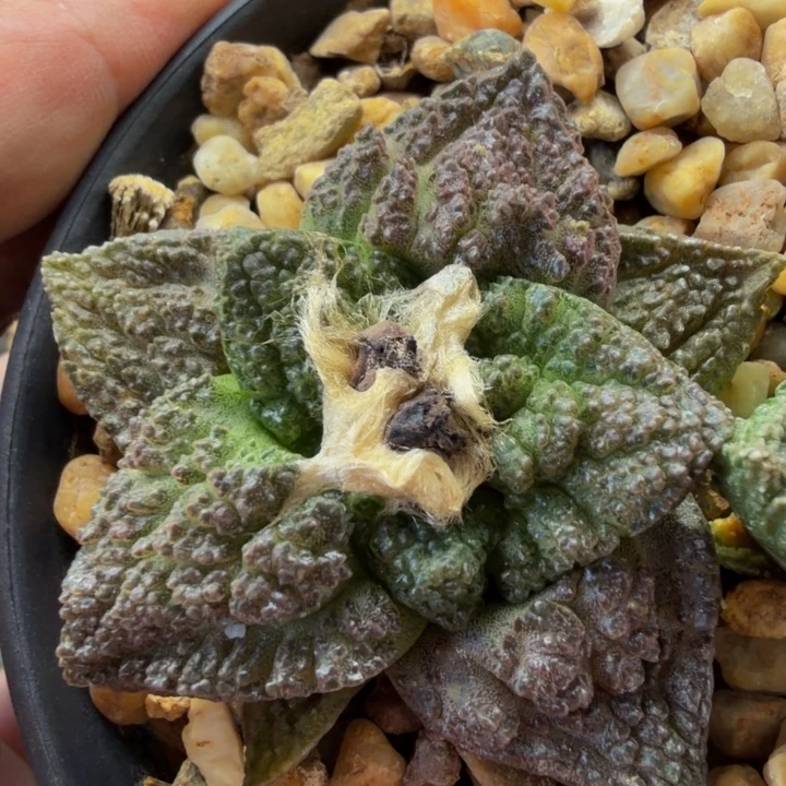 大型宽叶紫肌哥斯拉