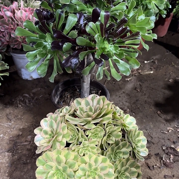 多肉植物法师2颗12