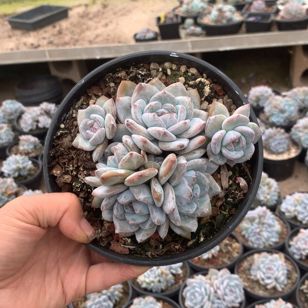 无花朵无砍哈哈哈哈哈哈哈32