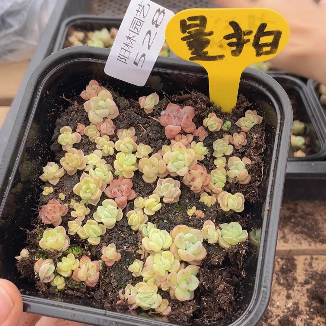 量拍多肉植物多肉植物528