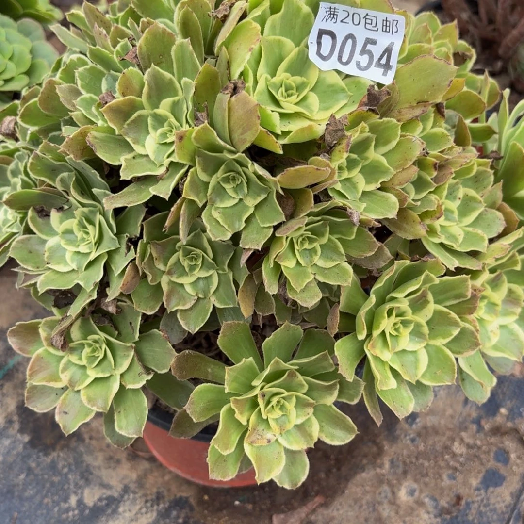 54多肉植物捧花的时候