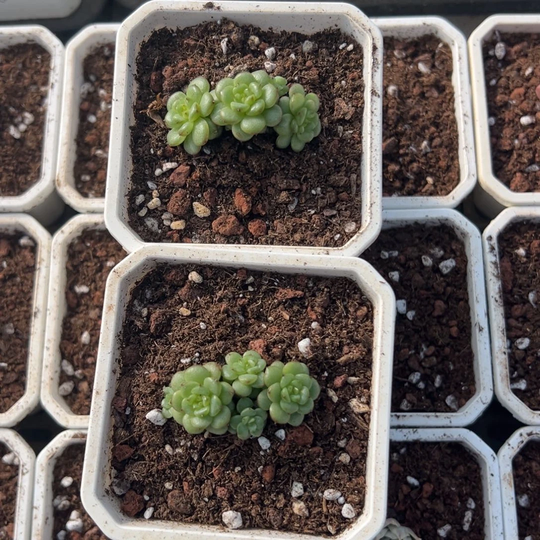 柠***肉灯泡珍妮带锦基因小群