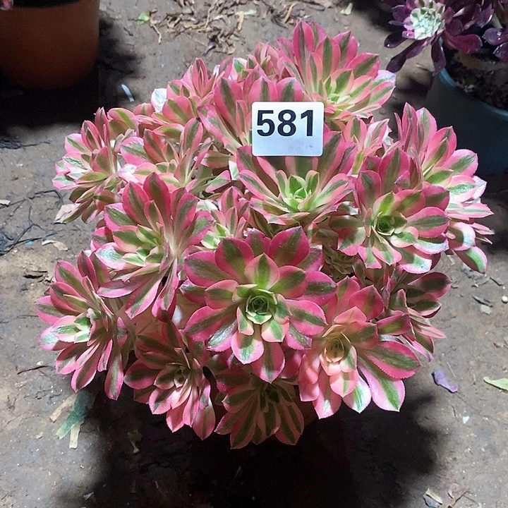 法师植物一物一拍123456粉女巫