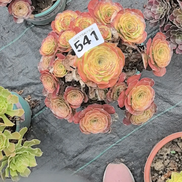 541魅金玫瑰花2-26