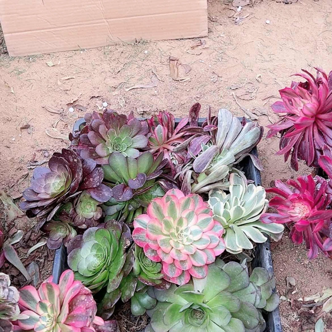 【闪购商品】点赞福利10颗随机发