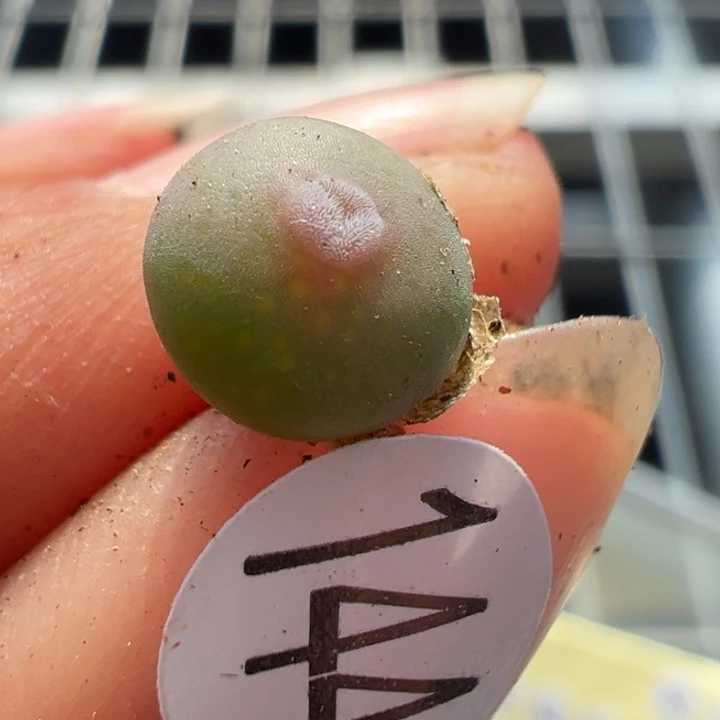 144号1111111111111111