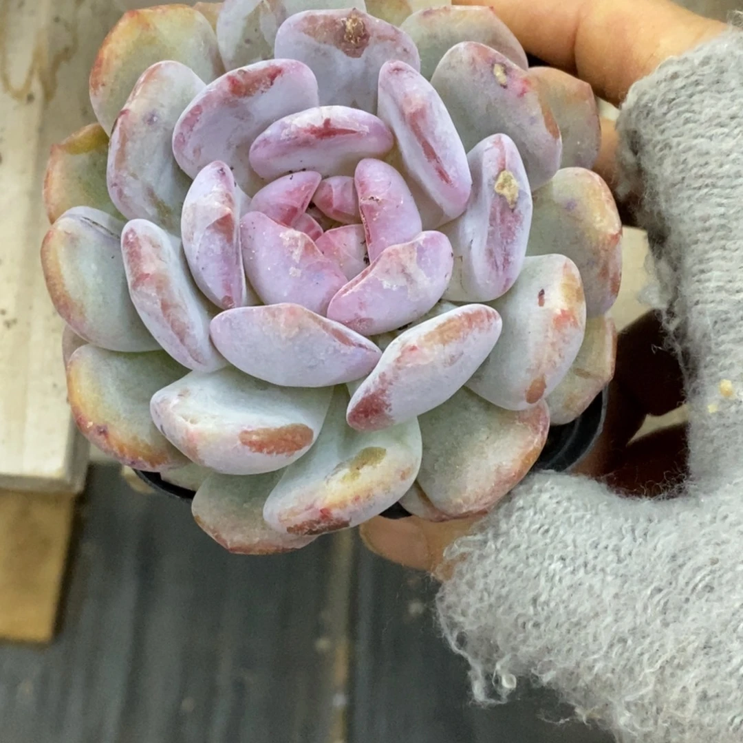 精品多肉一物一拍不包整109