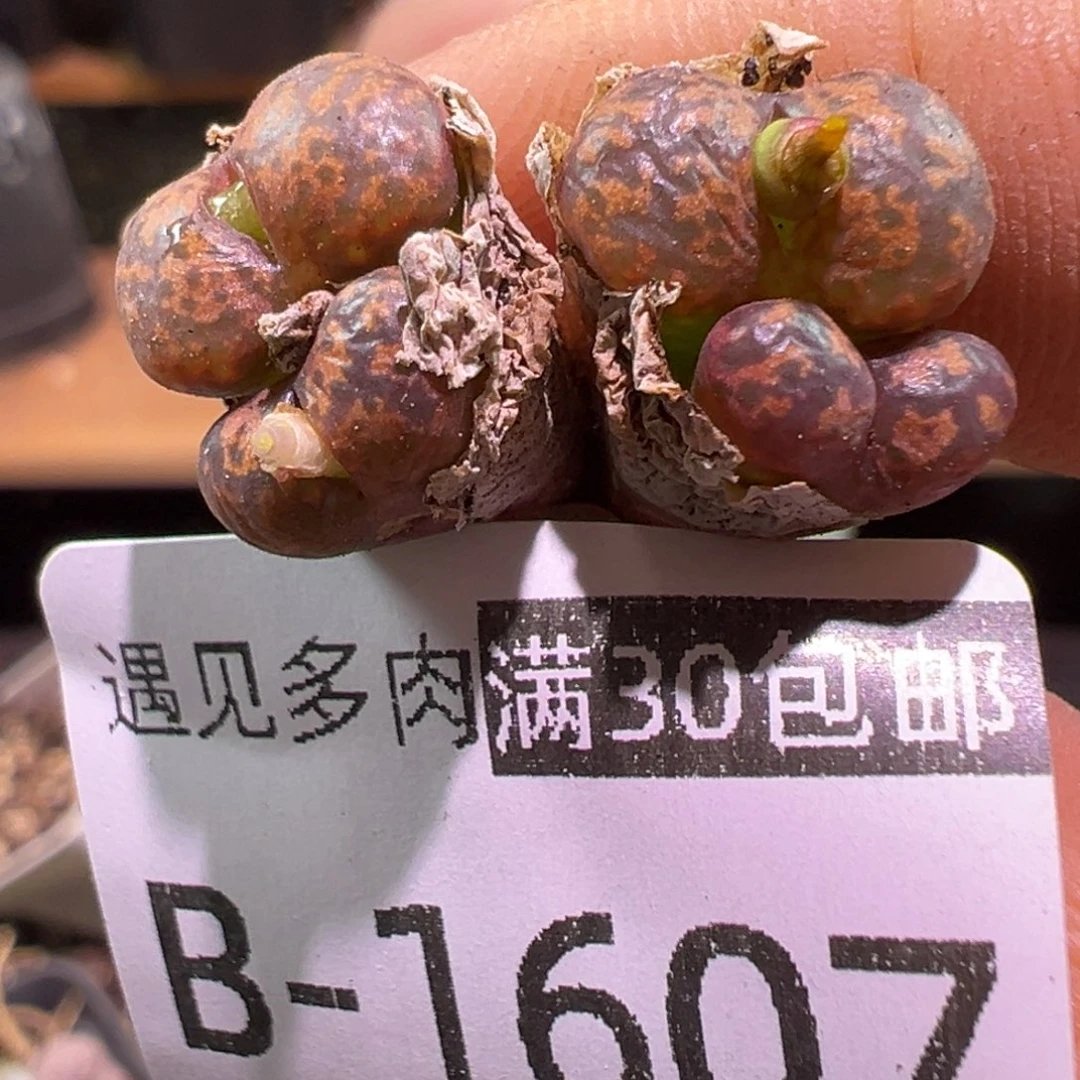多肉植物1111111111111