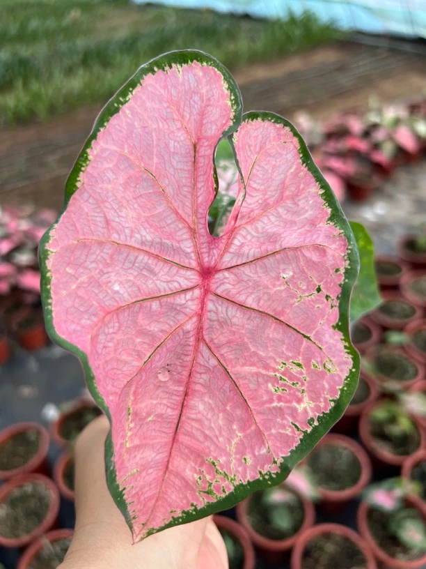 粉色飞溅 彩叶芋不包叶损介意勿拍 室内观叶类多年生种球