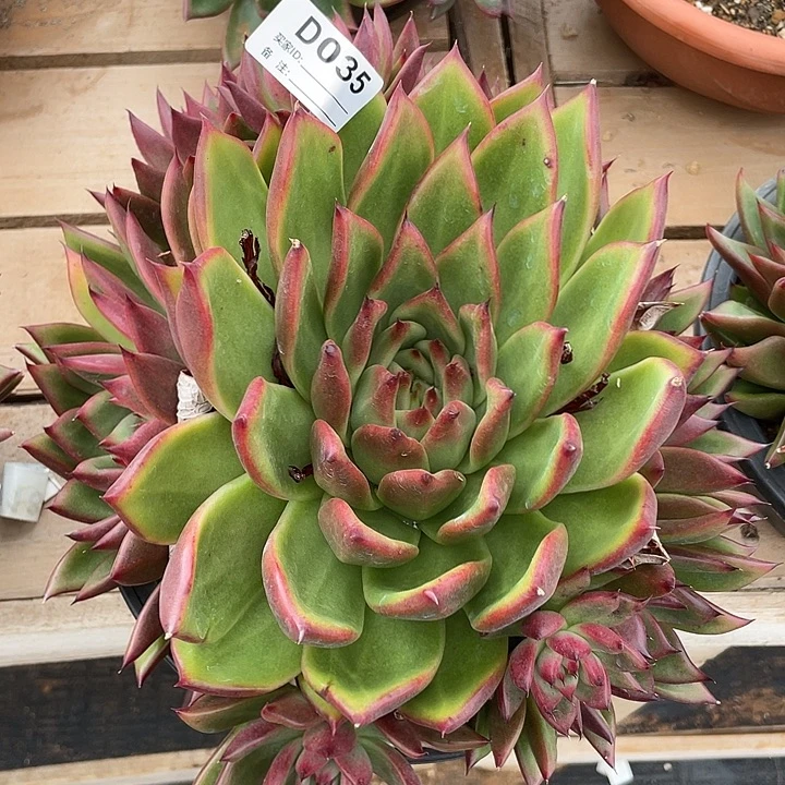 若如东云单拍D035