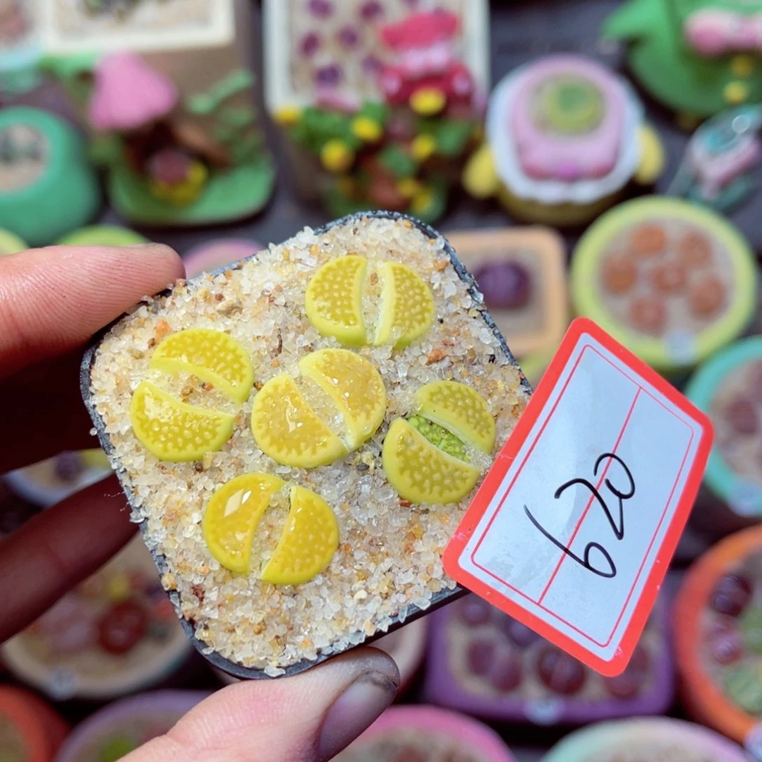 620生石花带盆发