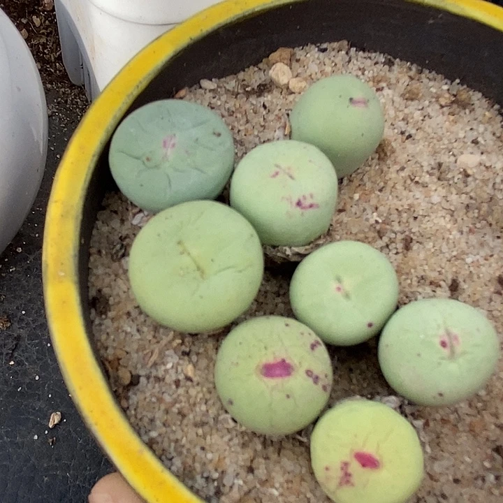 11508嘟嘟嘴母本一颗