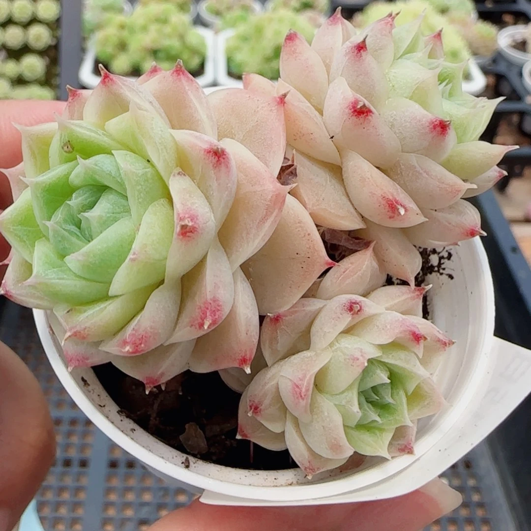 花语逸镜0715-82散