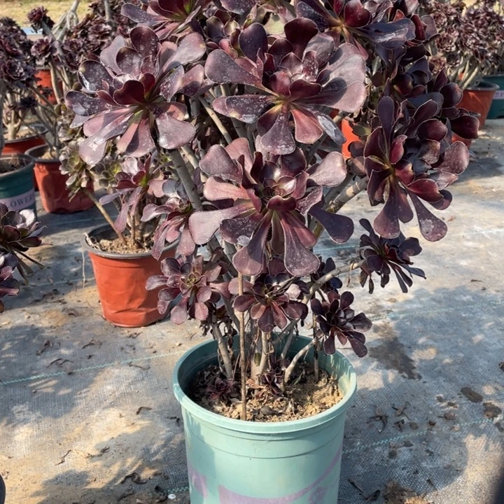 48圆叶黑法师多肉植物