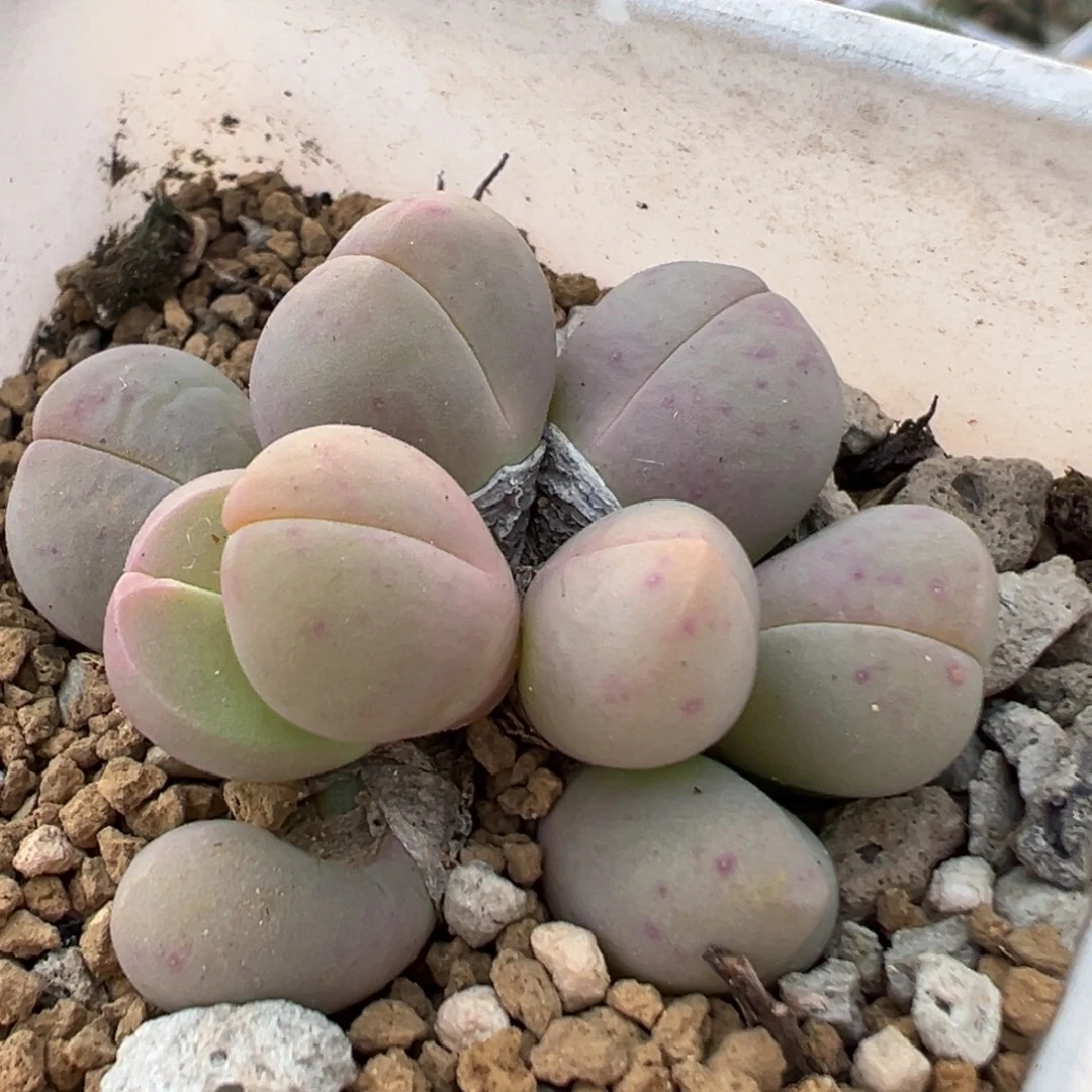 65多肉植物百科植物