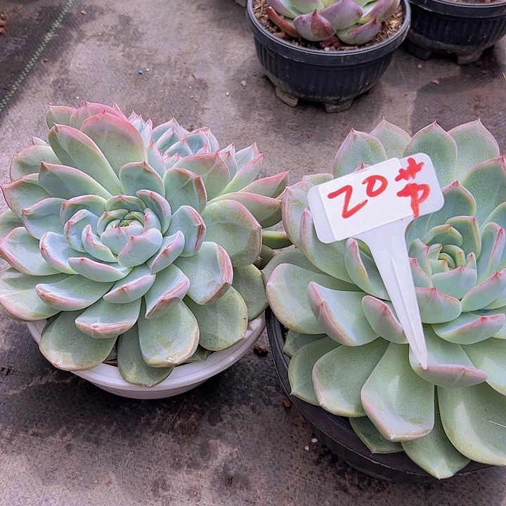 迎***夏20红鸾2个多肉植物