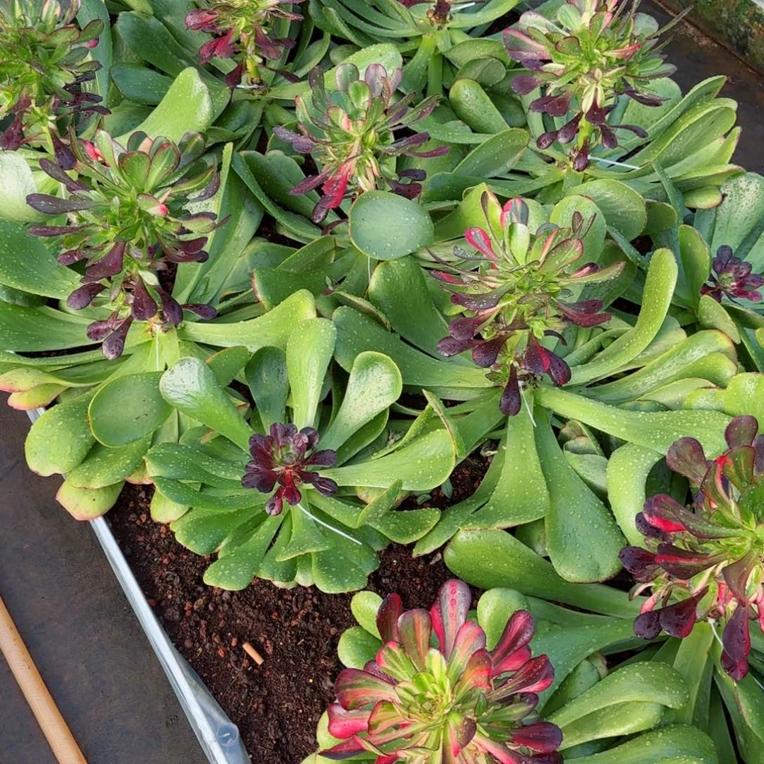 可*法师大棚自用土1箱