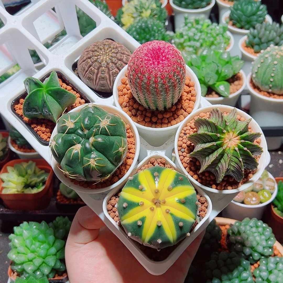 星兜锦红太阳肋骨海王鸾凤玉拉根