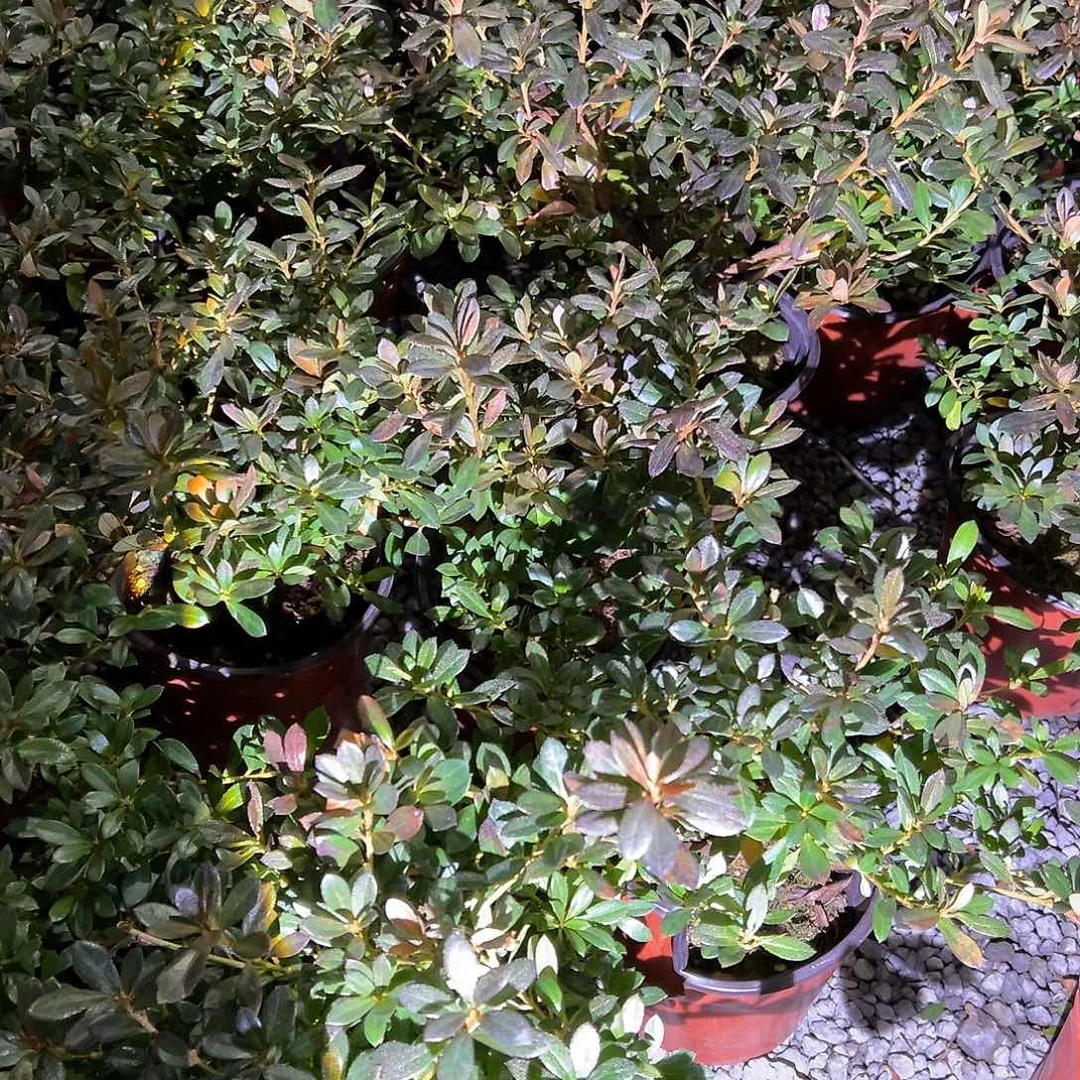 无花朵盆景皋月杜鹃若惠比须