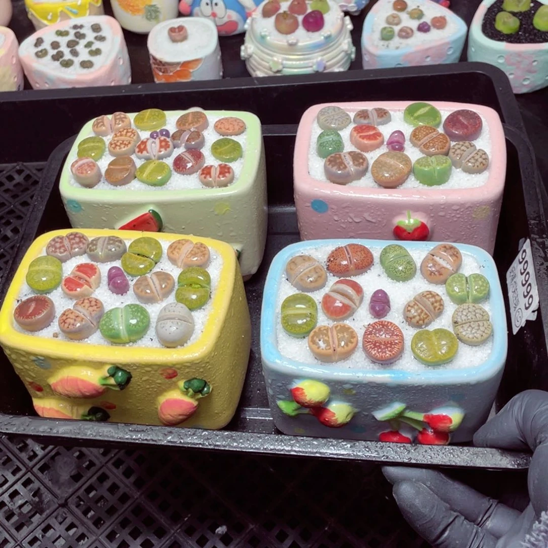 w99999-水果长方形一份一盆量拍