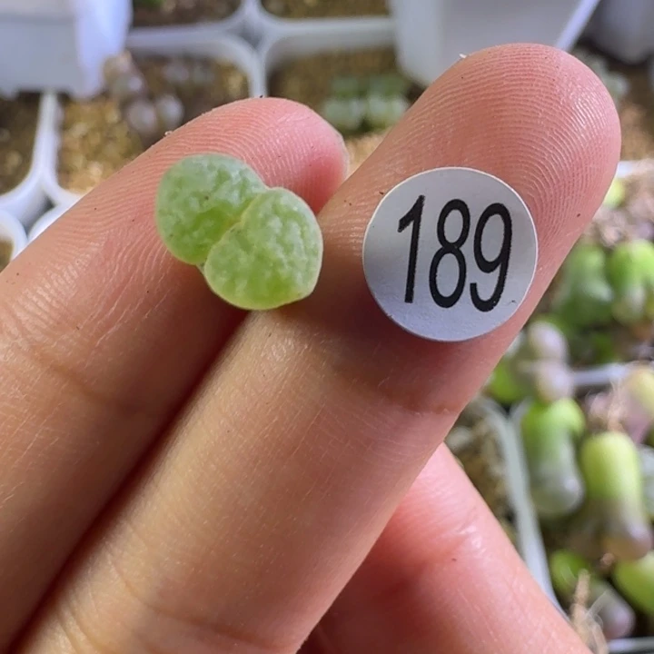 玲***玲189........多肉........