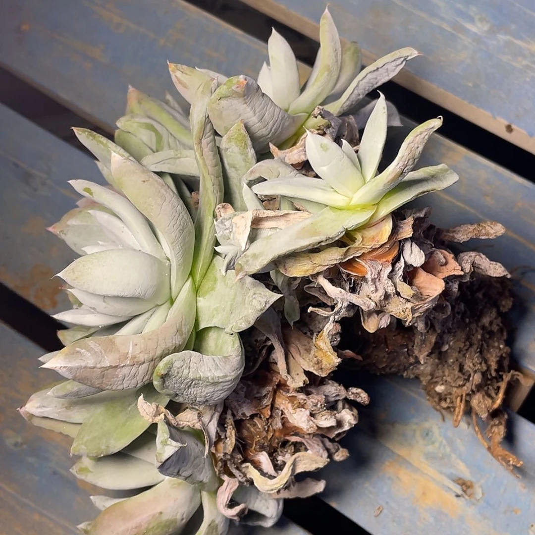 【闪购商品】✐****瑕疵特价不售后