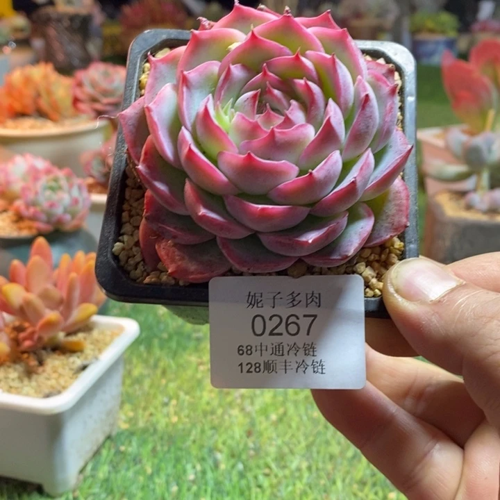 0267啊啊啊啊啊啊啊啊啊啊啊啊啊