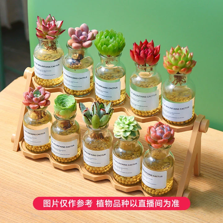 【达人专属】10颗水培多肉植物套餐精致水培套餐送礼好物