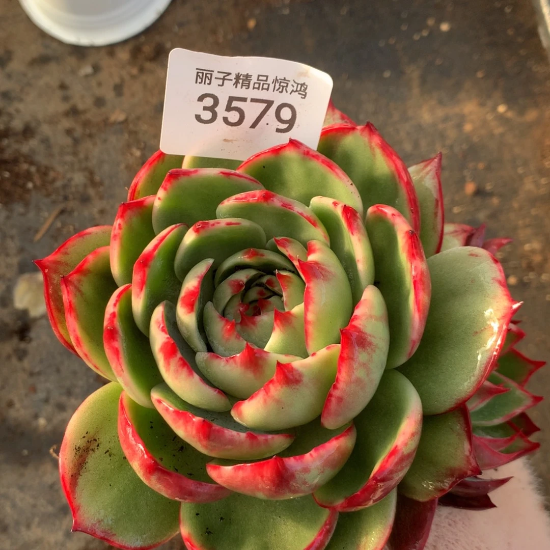 3579一物一拍13厘米