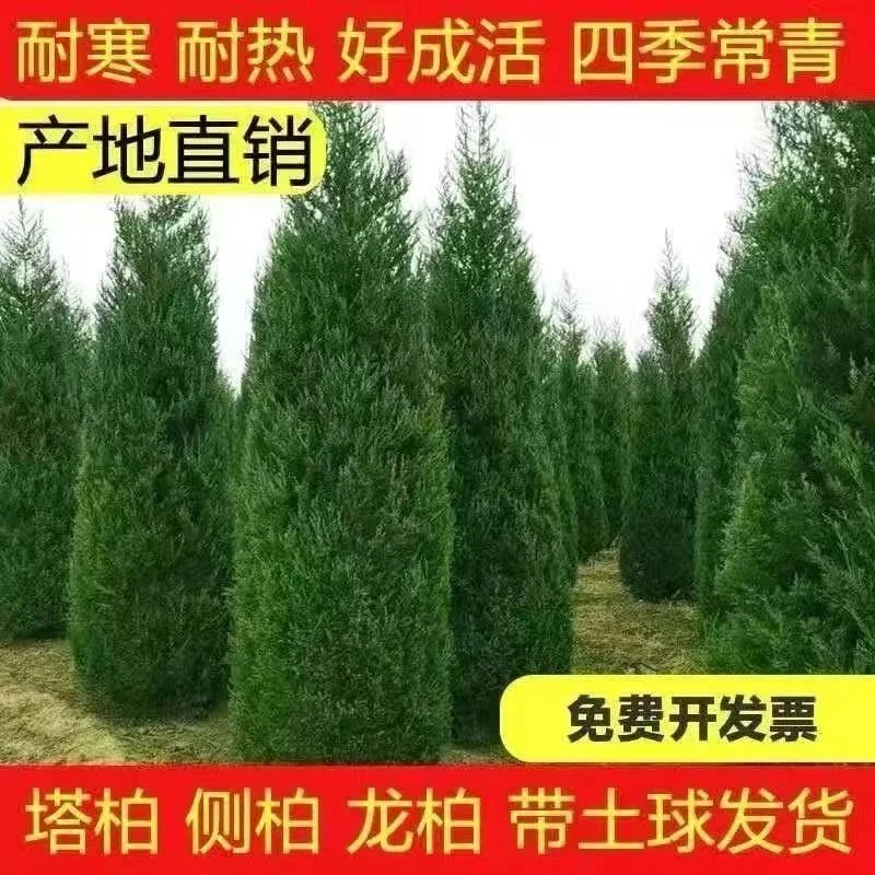 四季常青塔柏树苗侧柏蜀桧绿化树苗耐寒松柏树墓地松树苗清明松柏