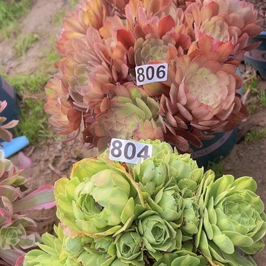 M***怕多肉植物两个法师