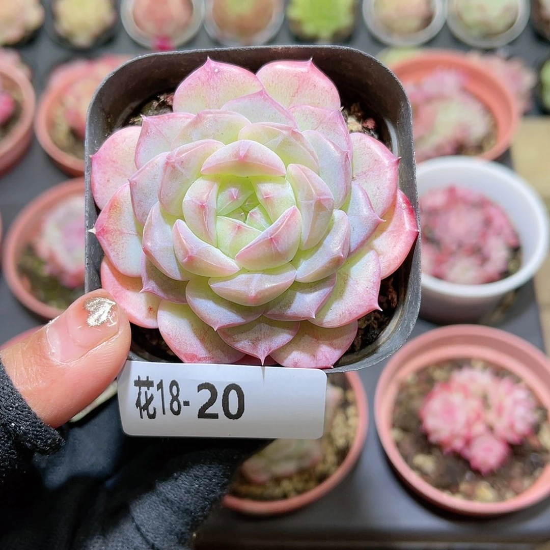 花18-20白桃汽水