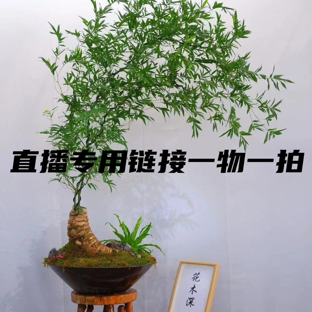 小叶簕竹根老桩富贵观音竹根苗庭院绿植宝栽室内盆景月牙茶桌名贵