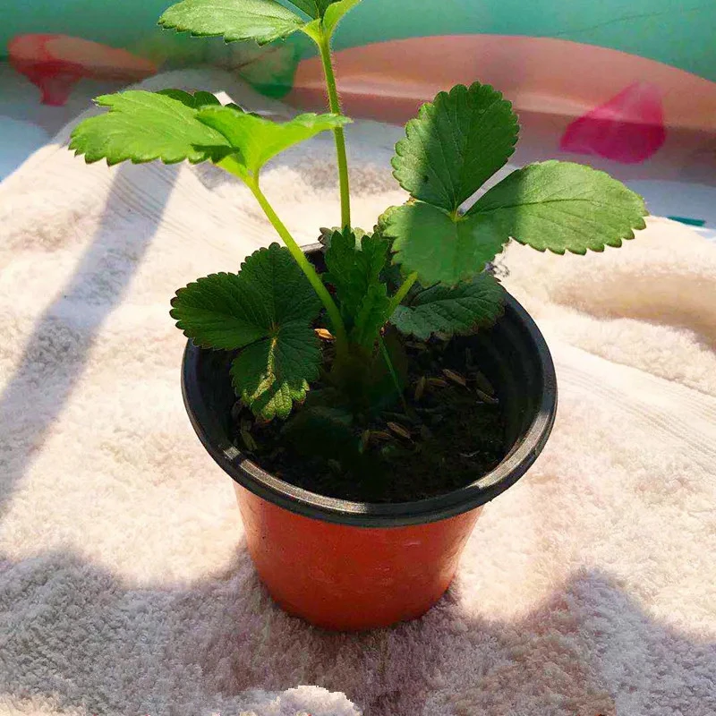 【红杯4盆包邮】建德白露白草莓苗盆栽地栽南北方庭院阳台盆栽地栽