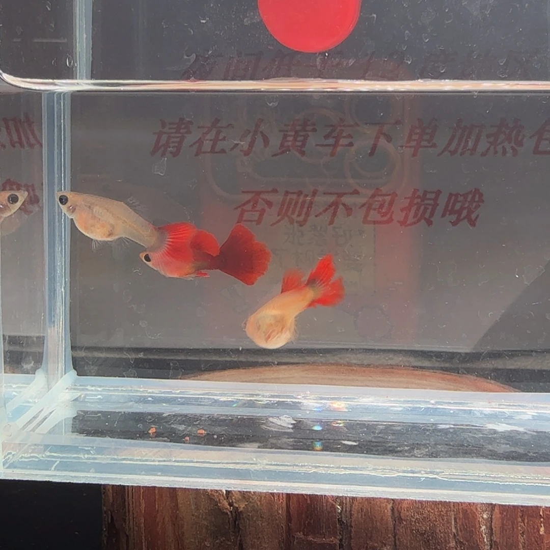 孔雀鱼玻璃猫孔雀鱼28