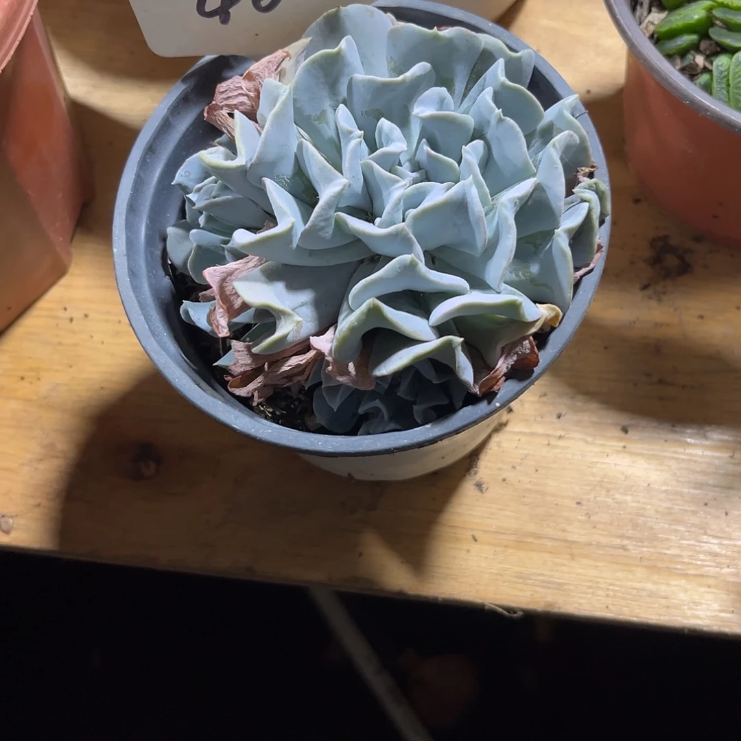 芋***糖000000000000000000460