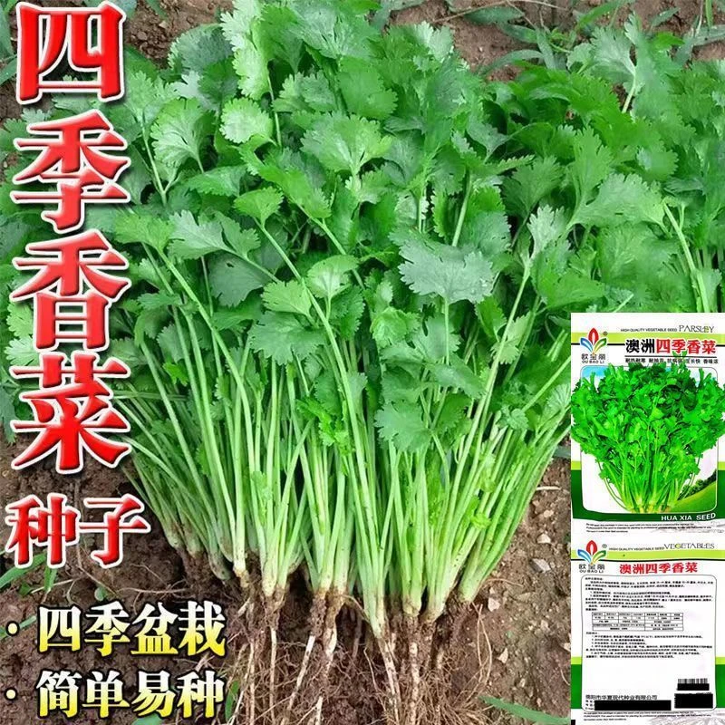 四季大叶香菜种子耐热耐抽薹可用于阳台盆栽和农家菜园