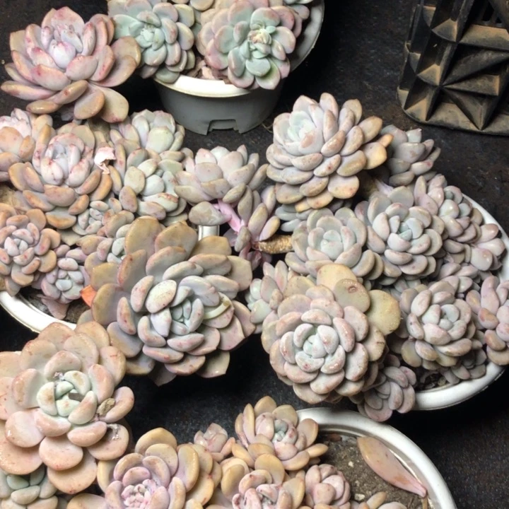 46//////////////////