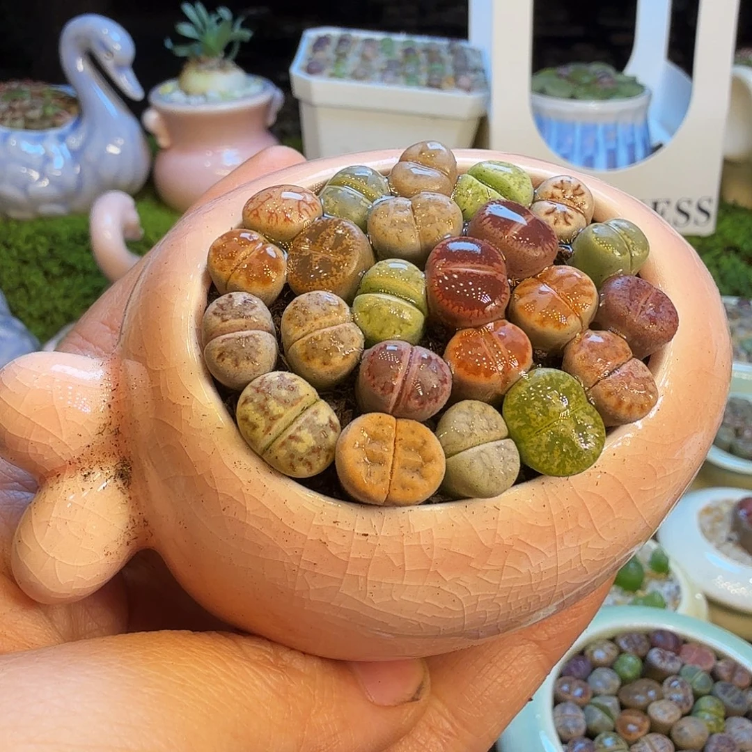 开播福利生石花1365