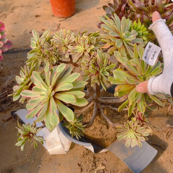 565粉黛断枝法师多肉断枝不售后