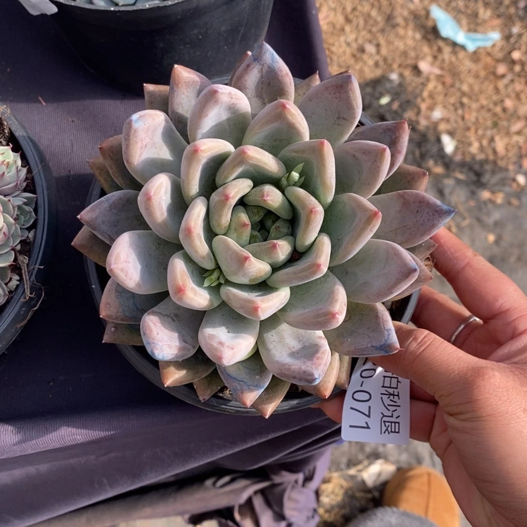 宋**.两单包邮1220-71婚戒