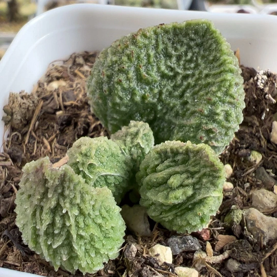 绿皮胖叶猫耳倒刺多肉植物