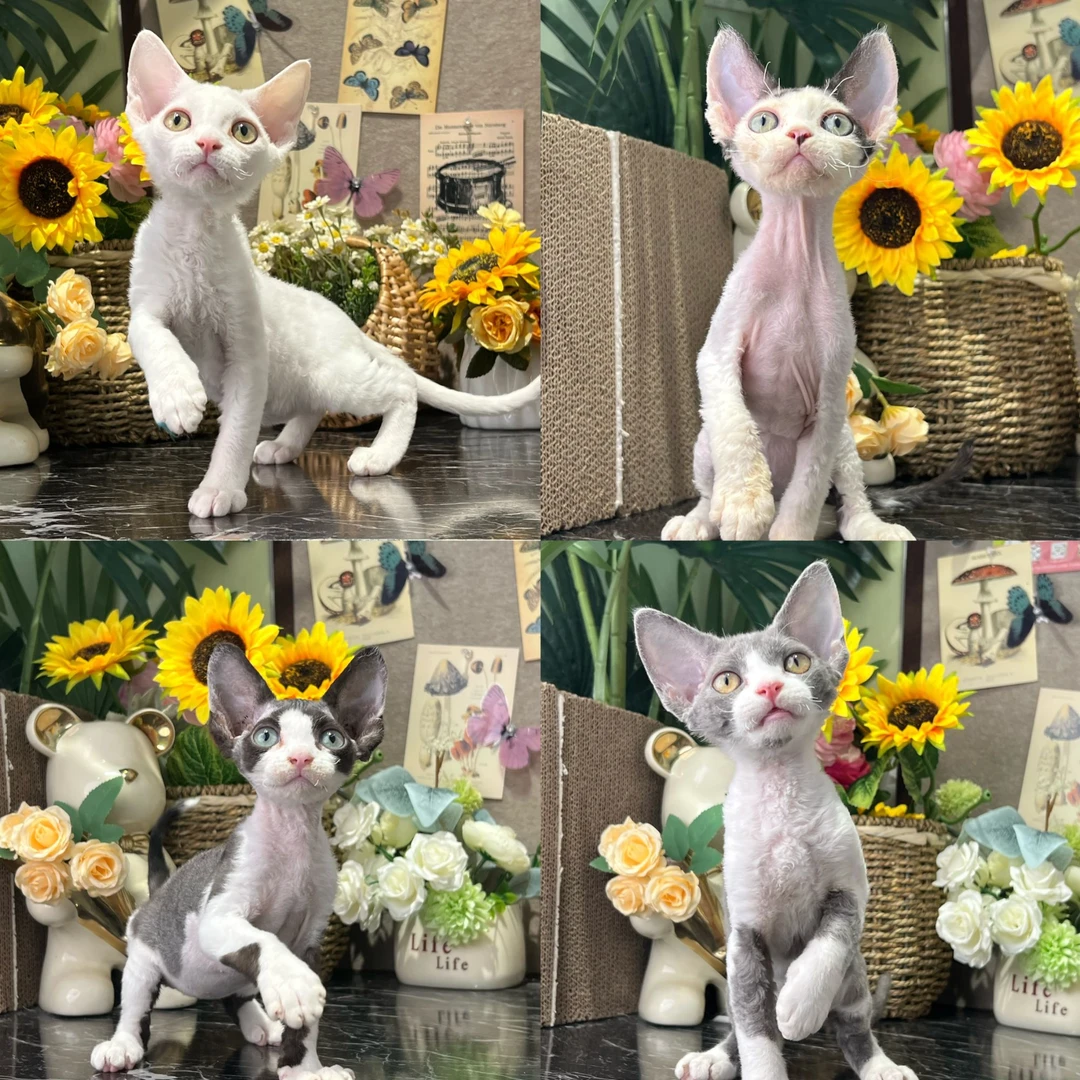 壮实说猫德文猫咪活体专属链接