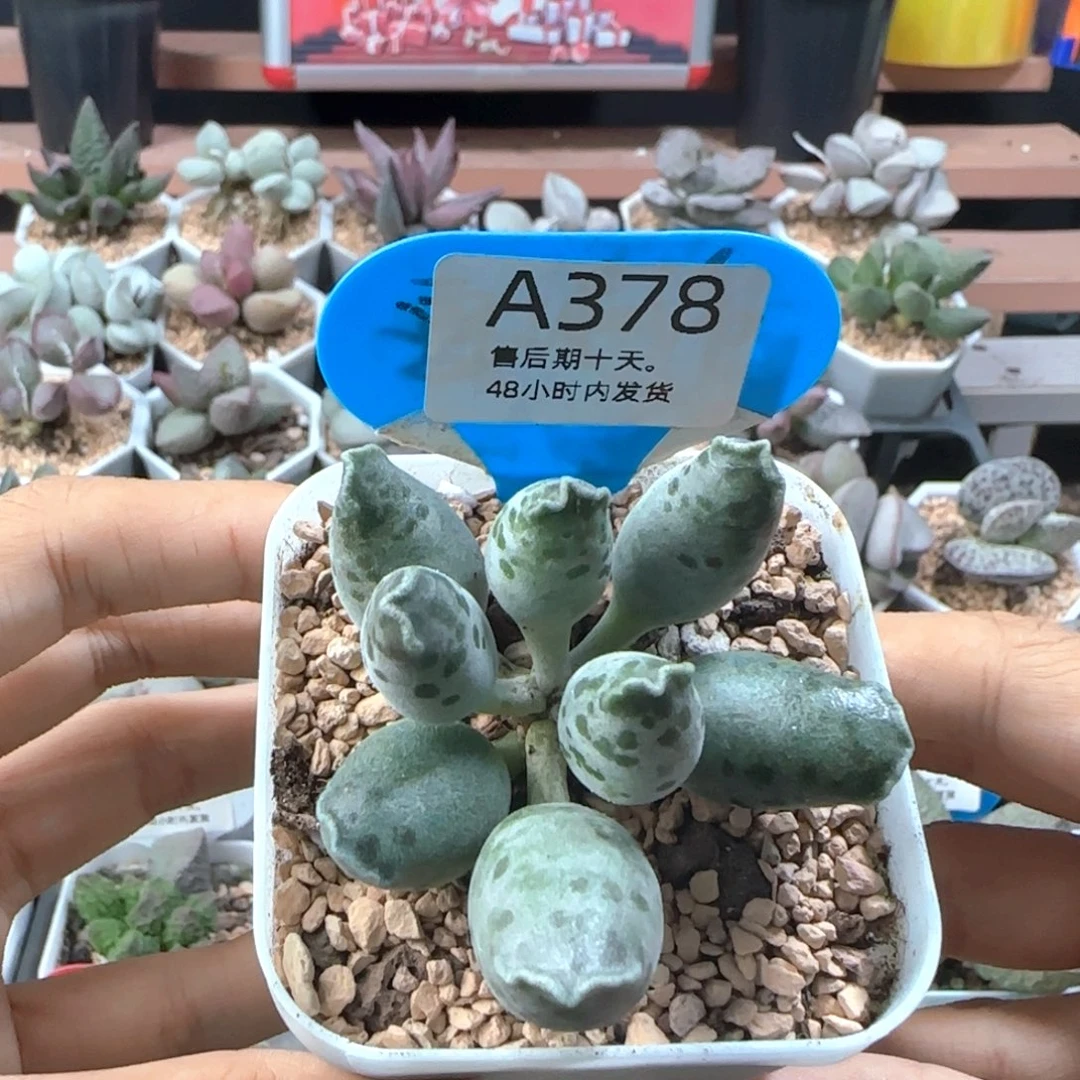 ****知海豹。    378。