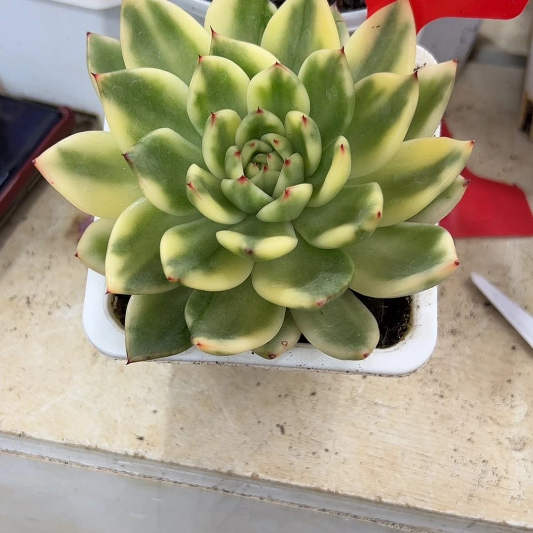 依*托1941骑兵锦多肉植物