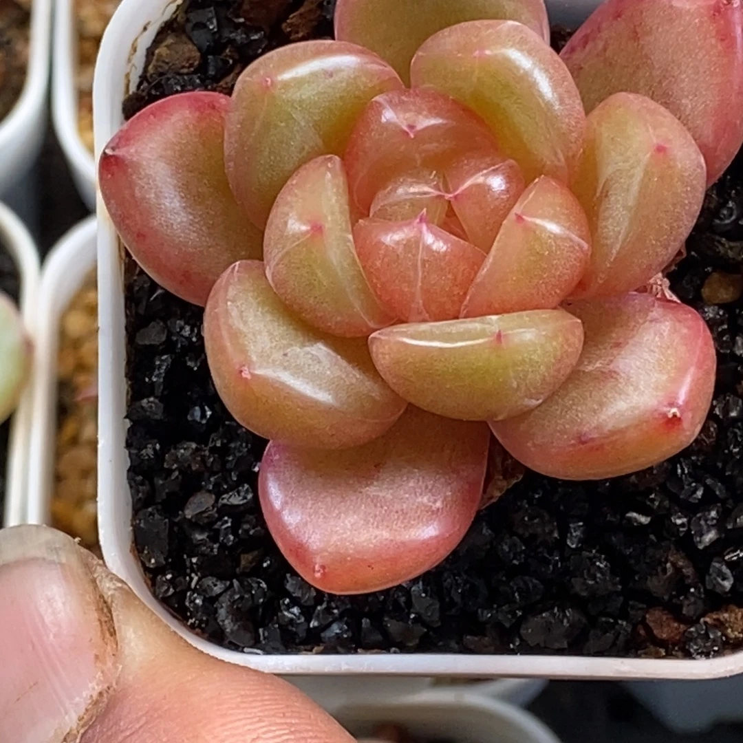 新品杂交孤品货只有一颗